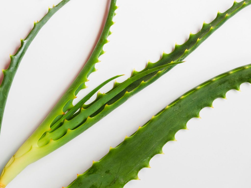 Aloe Vera (Lidah Buaya)